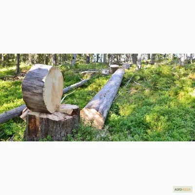 finpine.com Карельская сосна | мебель из сосны от производителя в Москве|  кухня | спальня
