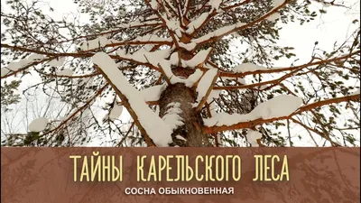 Продам бревна сухостоя, Карельская сосна, Кело - Республика Карелия —  Agro-Russia