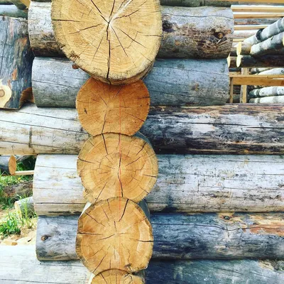 Сосны на камнях. Фотограф Алексей