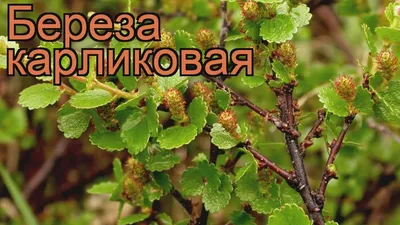Карликовая берёза в тундре, вокруг…» — создано в Шедевруме