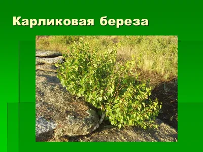 Карликовая береза: Объясните свою маленькость! | Пикабу