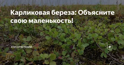 Презентация \"Растения тундры\" (5 класс) по биологии – скачать проект