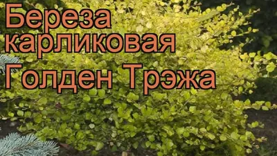 Карликовая береза - 69 фото