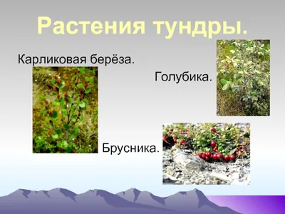 Берёза карликовая (108 фото) » НА ДАЧЕ ФОТО