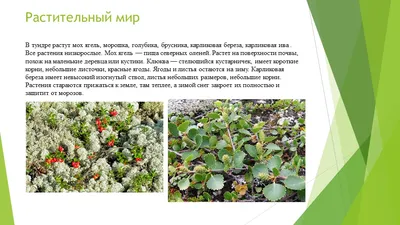 Карликовая береза «Голден Дрим»: веников для бани из нее сделать не  получится | Валентина Ласкина и ласковый сад | Дзен