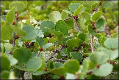 Береза карликовая Голден Трэжа (betula nana) 🌿 обзор: как сажать, саженцы  березы Голден Трэжа - YouTube