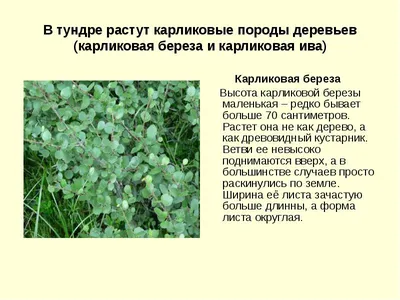 Растительный и животный мир тундры