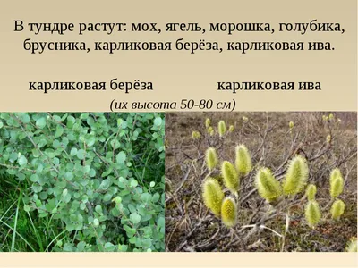 Тундра | Удоба - бесплатный конструктор образовательных ресурсов