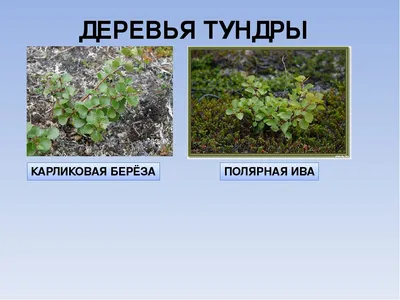 Карликовая береза в тундре (96 фото) »