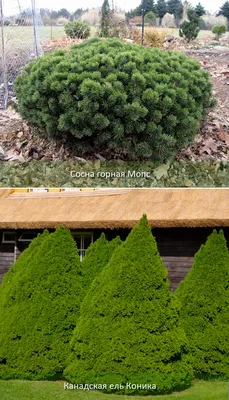 Виды и сорта хвойников: лучшие для ландшафтного дизайна в саду на даче |  ivd.ru