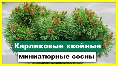 Вечнозеленые кустарники: вечнозеленый цветущий кустарник - Agro-Market