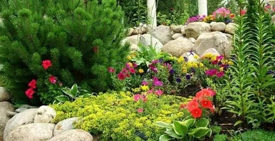 Хвойные растения для сада - Флора