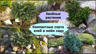 Хвойные растения, декоративные кустарники и травы для дачи: названия и виды