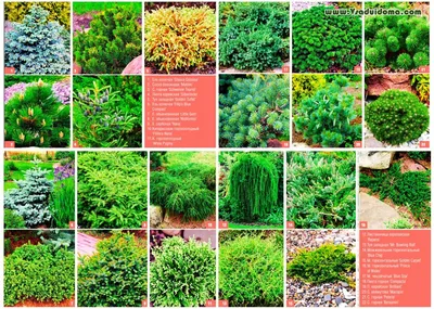 Хвойные растения для ландшафтного дизайна сада | Как выбрать хвойные  растения для сада - Вишневый сад Элит