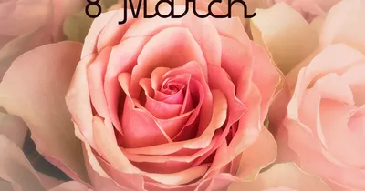 https://attention.plus/stil-zhizni/nid98247_au19auauau_cr12171crcrcr_roskoshno-i-deshevo-kakie-cvety-vybrat-devushke-na-8-marta