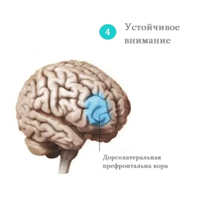 Tutor Timе - Задания на улучшение концентрации внимания | Facebook