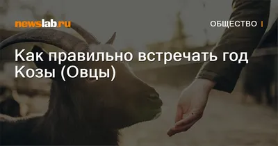 Как встречать 2015 год сине-зеленой деревянной Козы (Овцы)? - Кулинарные  рецепты