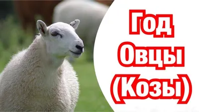 Гороскоп на 2022 год для Козы