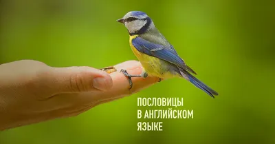 Пословицы и поговорки в картинках - 2 Сентября 2020 - ДШИ № 4 имени Е. Г.  Попова