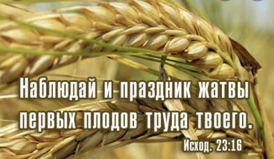 Праздник Жатвы | FSBC