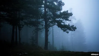Обои дерево, palm, ретро, раздел Праздники, размер 1920х1080 full HD -  скачать бесплатно картинку на рабочий стол и телефон | Обои, Праздничные  фото, Абстрактное