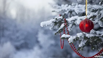 Обои full hd Красочный попугай 1920х1080 | Parrot wallpaper, Bird  wallpaper, Parrot image