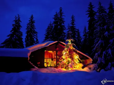 Обои на рабчий стол. Кошки. / +79277009586