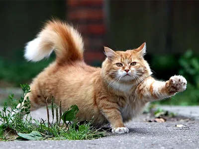 Обои на рабочий стол Природа / +79277009586