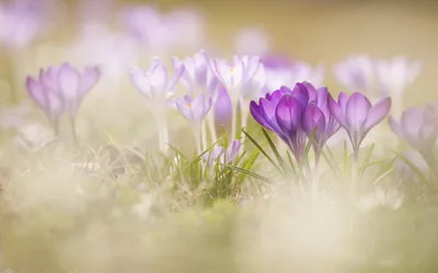Обои для Wallpaper Engine - живые обои Windows 7, 8, 10