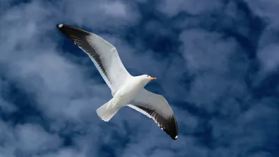 Top 183+ 1366x768 full hd wallpapers - xkldase.edu.vn