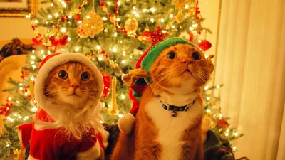 Картинка на рабочий стол christmas, рождество, шарики, new year, праздник, новый  год 1366 x 768