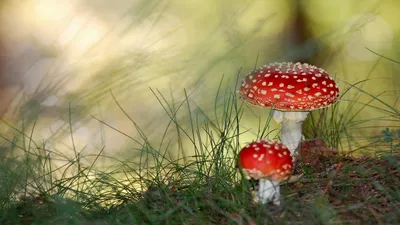 Природа - обои 1366х768 для рабочего стола
