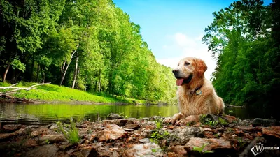 Скачать обои Собака на природе (Природа, Красота, Собака) для рабочего  стола 1366х768 (16:9) бесплатно, Фото Собака на природе Природа, Красота,  Собака на рабочий стол. | WPAPERS.RU (Wallpapers).