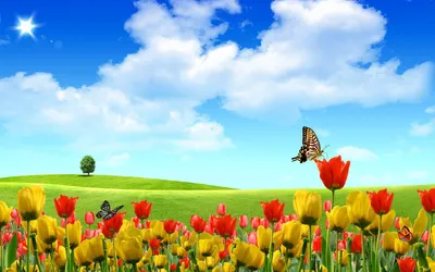 Обои лето 1920x1080, летние цветы, скачать обои высокого качества
