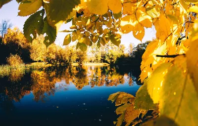 Обои листва, осень, клен, foliage, autumn для рабочего стола #19700