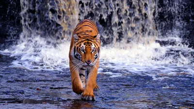 Обои Животные Коты, обои для рабочего стола, фотографии животные, коты,  кот, умильная, морда Обои для рабочего стола, скачать обои картинки  заставки на рабочий стол.