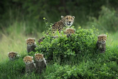 Обои animals, National Geographic, животных на рабочий стол