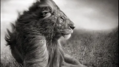 Широкоформатные (HD 1920x1080 и больше) обои для рабочего стола Windows