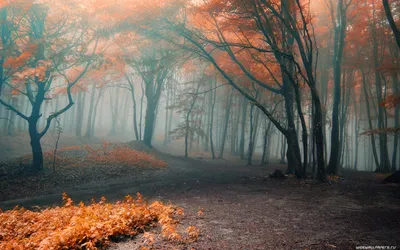 Обои Природа Парк, обои для рабочего стола, фотографии природа, парк,  Япония, сакура, сад, цветы, мостик, лепестки, розовый, цвет Обои для рабочего  стола, скачать обои картинки заставки на рабочий стол.