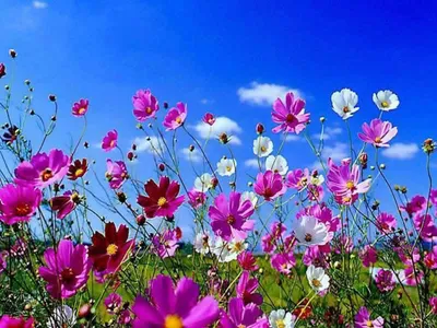Web Search :: Top Images: Обои Для Рабочего Стола Весна
