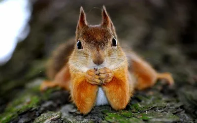 Red Squirrel High-Resolution Wallpaper : r/squirrels