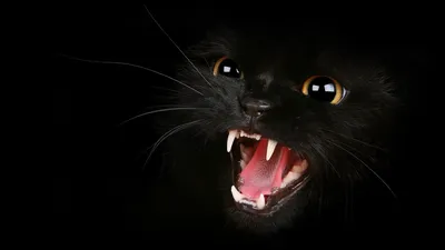 Just beautiful wallpaper with a cat : r/wallpapers