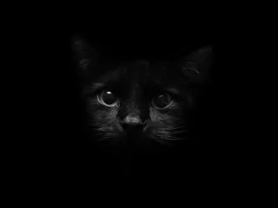 Обои на рабочий стол Черный котенок в темноте, обои для рабочего стола,  скачать обои, обои бесплатно