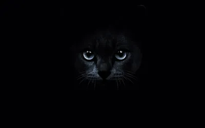 Wallpaper | Animals | photo | picture | Голубоглазый черный кот на фоне  пузырей, by SeoGETIE обои для рабочего стола