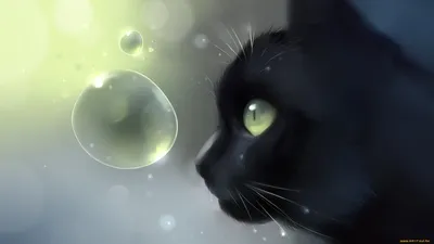 Обои на рабочий стол Черный кот на размытом фоне, обои для рабочего стола,  скачать обои, обои бесплатно