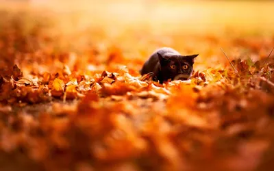 Черные коты, кошки, котята, пантеры: обои, картинки и фото - wallpapers  cats.