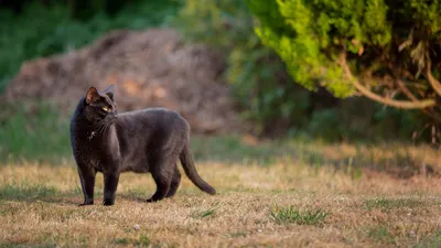Обои Животные Коты, обои для рабочего стола, фотографии животные, коты,  чёрный, кот, цветы, маргаритки Обои для рабочего стола, скачать обои  картинки заставки на рабочий стол.