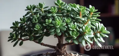 Комнатные растения приносящие богатство – денежные деревья - Блог The Plant