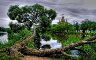 Денежное дерево в интерьере - 76 фото