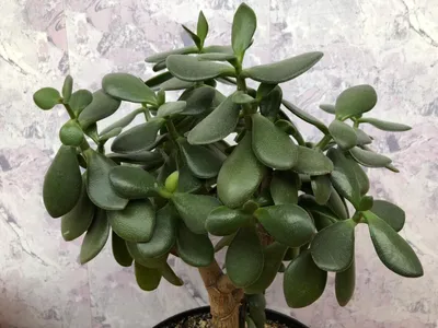 Комнатные растения приносящие богатство – денежные деревья - Блог The Plant